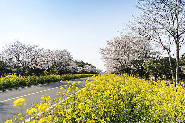 포토 JPG 주간 도로 하늘 풍경 사람없음 야외 제주도 맑음 봄풍경 봄 벚꽃 벚나무 유채 정석항공장 국내포토 자연요소 나무 계절 꽃 길 교통시설 날씨 한국 파일형식