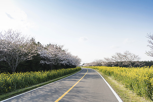 포토 JPG 주간 도로 하늘 풍경 사람없음 야외 제주도 맑음 봄풍경 봄 벚꽃 벚나무 유채 정석항공장 국내포토 자연요소 나무 계절 꽃 길 교통시설 날씨 한국 파일형식
