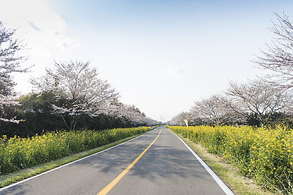 포토 JPG 주간 도로 하늘 풍경 사람없음 야외 제주도 맑음 봄풍경 봄 벚꽃 벚나무 유채 정석항공장 국내포토 자연요소 나무 계절 꽃 길 교통시설 날씨 한국 파일형식