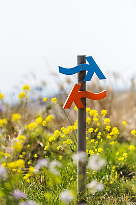 포토 JPG 주간 풍경 사람없음 야외 제주도 맑음 봄풍경 봄 표지판 유채 방향표지판 올레길 유채밭 셋알오름 국내포토 자연요소 계절 꽃 길 밭 날씨 한국 알림판 오름 파일형식