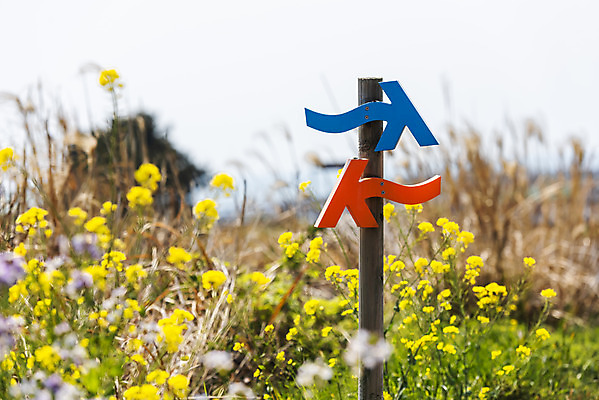 포토 JPG 주간 풍경 사람없음 야외 제주도 맑음 봄풍경 봄 표지판 유채 방향표지판 올레길 유채밭 셋알오름 국내포토 자연요소 계절 꽃 길 밭 날씨 한국 알림판 오름 파일형식