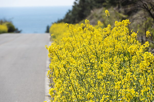 포토 JPG 주간 도로 바다 풍경 사람없음 야외 제주도 맑음 봄풍경 봄 유채 유채밭 국내포토 자연요소 계절 꽃 길 밭 교통시설 날씨 한국 파일형식
