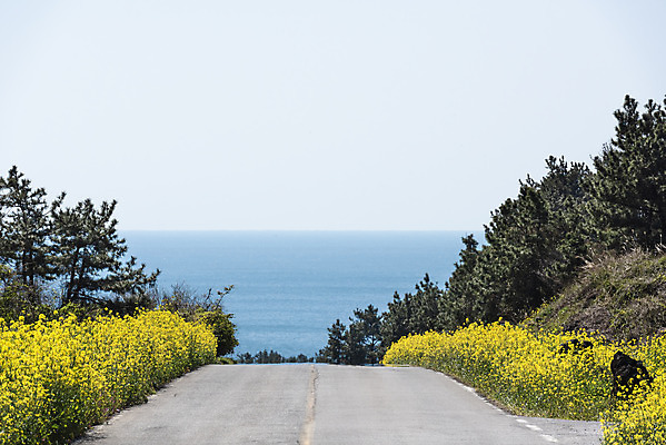 포토 JPG 주간 도로 바다 하늘 풍경 사람없음 야외 제주도 맑음 봄풍경 봄 유채 유채밭 국내포토 자연요소 계절 꽃 길 밭 교통시설 날씨 한국 파일형식