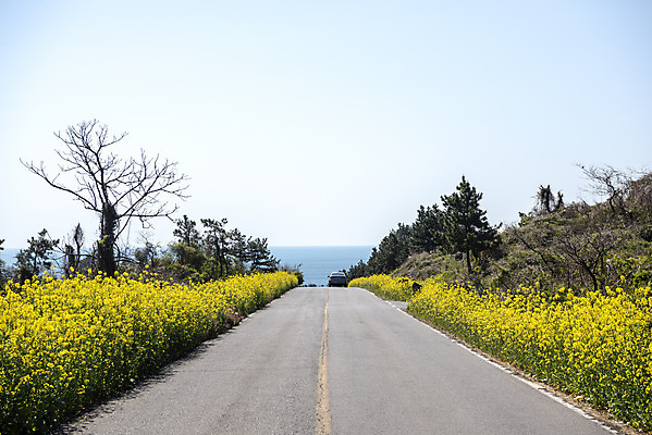 포토 JPG 주간 도로 바다 하늘 풍경 사람없음 야외 제주도 맑음 봄풍경 봄 유채 유채밭 국내포토 자연요소 계절 꽃 길 밭 교통시설 날씨 한국 파일형식