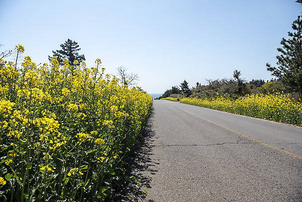 포토 JPG 주간 도로 하늘 풍경 사람없음 야외 제주도 맑음 봄풍경 봄 유채 유채밭 국내포토 자연요소 계절 꽃 길 밭 교통시설 날씨 한국 파일형식