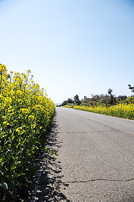 포토 JPG 주간 도로 하늘 풍경 사람없음 야외 제주도 맑음 봄풍경 봄 유채 유채밭 국내포토 자연요소 계절 꽃 길 밭 교통시설 날씨 한국 파일형식