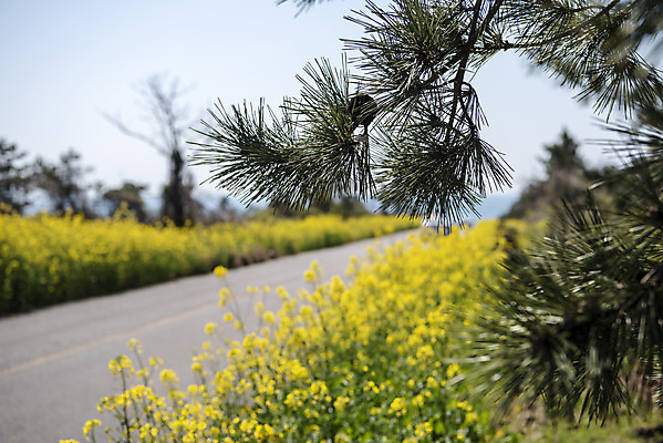 포토 JPG 주간 도로 풍경 사람없음 야외 아웃포커스 제주도 맑음 봄풍경 봄 소나무 유채 솔방울 솔잎 유채밭 국내포토 자연요소 나무 계절 꽃 길 잎 밭 교통시설 날씨 한국 촬영기법 파일형식