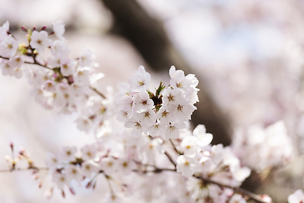 포토 JPG 주간 풍경 사람없음 야외 아웃포커스 제주도 맑음 봄풍경 봄 벚꽃 벚나무 국내포토 자연요소 나무 계절 꽃 날씨 한국 촬영기법 파일형식