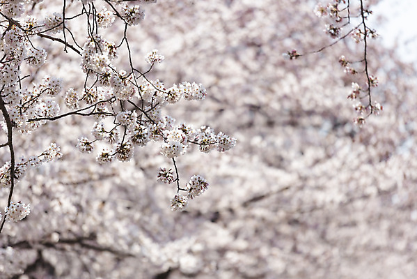 포토 JPG 주간 풍경 사람없음 야외 아웃포커스 제주도 맑음 봄풍경 봄 벚꽃 벚나무 국내포토 자연요소 나무 계절 꽃 날씨 한국 촬영기법 파일형식