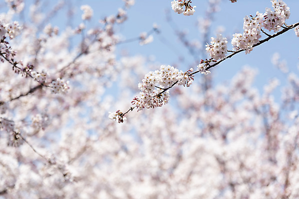 포토 JPG 주간 하늘 풍경 사람없음 야외 아웃포커스 제주도 맑음 봄풍경 봄 벚꽃 벚나무 국내포토 자연요소 나무 계절 꽃 날씨 한국 촬영기법 파일형식
