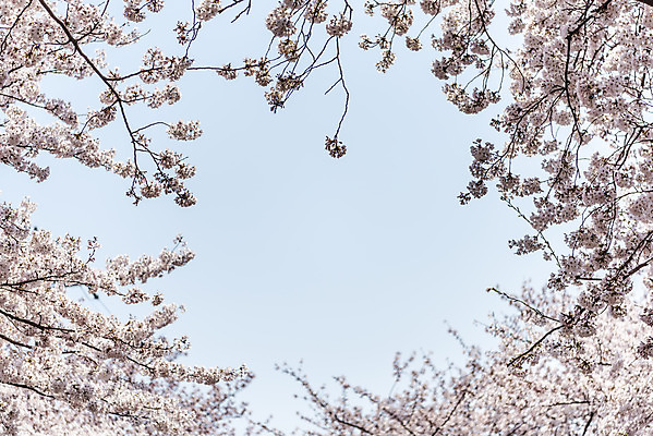 포토 JPG 주간 하늘 풍경 사람없음 야외 제주도 맑음 봄풍경 봄 벚꽃 벚나무 국내포토 자연요소 나무 계절 꽃 날씨 한국 파일형식