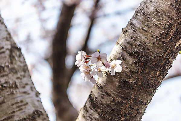 포토 JPG 주간 나무 풍경 사람없음 야외 아웃포커스 제주도 맑음 봄풍경 봄 벚꽃 벚나무 국내포토 자연요소 식물 계절 꽃 날씨 한국 촬영기법 파일형식