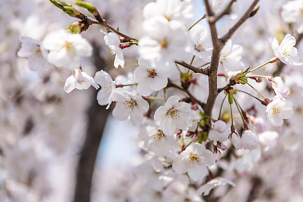 포토 JPG 주간 풍경 사람없음 야외 아웃포커스 제주도 맑음 봄풍경 봄 벚꽃 벚나무 국내포토 자연요소 나무 계절 꽃 날씨 한국 촬영기법 파일형식