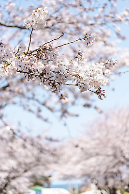 포토 JPG 주간 하늘 풍경 사람없음 야외 아웃포커스 제주도 맑음 봄풍경 봄 벚꽃 벚나무 국내포토 자연요소 나무 계절 꽃 날씨 한국 촬영기법 파일형식