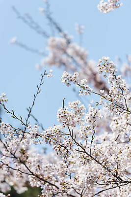 포토 JPG 주간 하늘 풍경 사람없음 야외 아웃포커스 제주도 맑음 봄풍경 봄 벚꽃 벚나무 국내포토 자연요소 나무 계절 꽃 날씨 한국 촬영기법 파일형식
