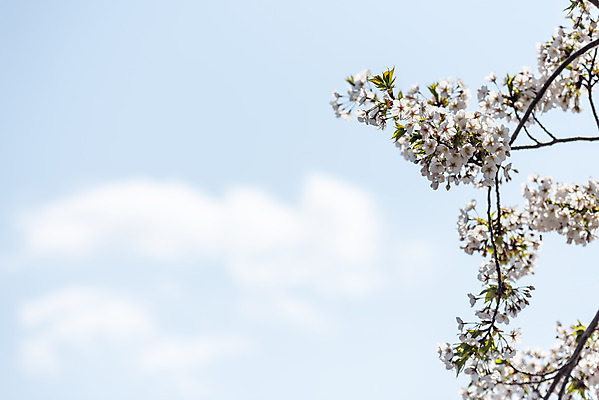 포토 JPG 주간 하늘 풍경 사람없음 야외 제주도 맑음 봄풍경 봄 벚꽃 벚나무 국내포토 자연요소 나무 계절 꽃 날씨 한국 파일형식