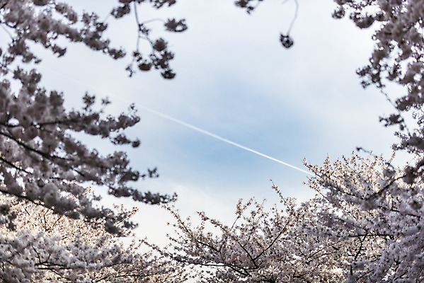 포토 JPG 주간 하늘 풍경 사람없음 야외 제주도 맑음 봄풍경 봄 벚꽃 벚나무 비행운 국내포토 자연요소 나무 계절 꽃 날씨 한국 파일형식 구름_자연