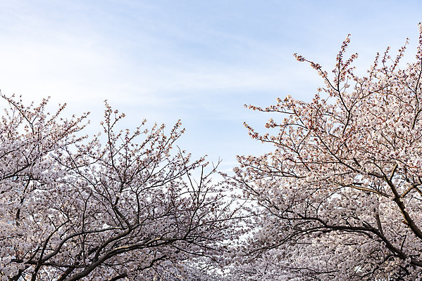 포토 JPG 주간 하늘 풍경 사람없음 야외 제주도 맑음 봄풍경 봄 벚꽃 벚나무 국내포토 자연요소 나무 계절 꽃 날씨 한국 파일형식