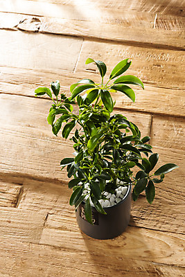 포토 JPG 식물 화분 화초 실내 따뜻함 취미 사람없음 봄 책상 원예 봄맞이 홍콩야자 국내포토 계절 가구 내부 파일형식