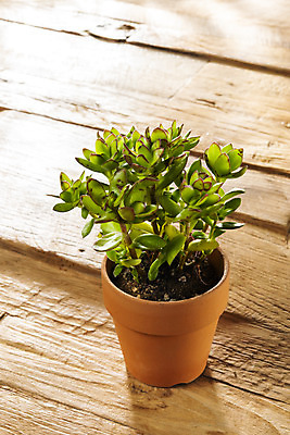 포토 JPG 식물 화분 화초 실내 따뜻함 취미 사람없음 봄 책상 원예 봄맞이 미니염좌 국내포토 계절 가구 내부 다육식물 파일형식