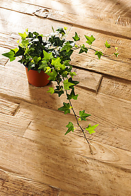 포토 JPG 식물 화분 화초 실내 따뜻함 취미 사람없음 봄 책상 원예 아이비 봄맞이 국내포토 계절 가구 내부 파일형식