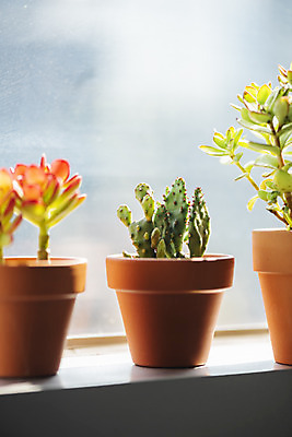 포토 JPG 식물 화분 화초 창문 실내 따뜻함 취미 사람없음 봄 창가 원예 봄맞이 미니염좌 군선 국내포토 계절 선인장 내부 다육식물 파일형식