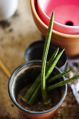 포토 JPG 식물 화분 실내 따뜻함 취미 사람없음 아웃포커스 흙 봄 원예 봄맞이 원예용품 스투키 국내포토 계절 생활용품 촬영기법 내부 다육식물 파일형식