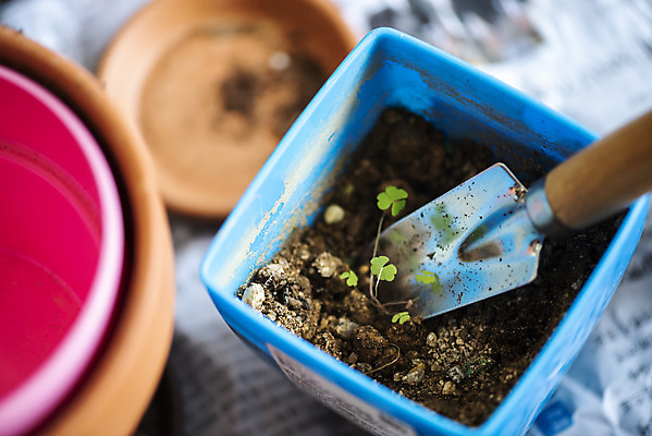 포토 JPG 식물 화분 실내 따뜻함 취미 사람없음 아웃포커스 새싹 흙 봄 모종삽 원예 봄맞이 원예용품 국내포토 계절 생활용품 촬영기법 내부 삽 파일형식