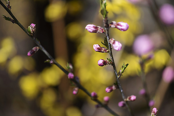 포토 JPG 주간 식물 자연 따뜻함 풍경 근접촬영 사람없음 야외 아웃포커스 봄풍경 봄 나뭇가지 꽃봉오리 영산홍 국내포토 자연요소 나무 계절 꽃 뷰포인트 촬영기법 생태계 파일형식