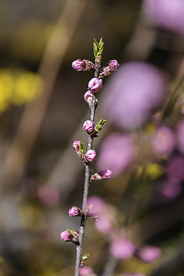 포토 JPG 주간 식물 자연 따뜻함 풍경 근접촬영 사람없음 야외 아웃포커스 봄풍경 봄 나뭇가지 꽃봉오리 영산홍 국내포토 자연요소 나무 계절 꽃 뷰포인트 촬영기법 생태계 파일형식