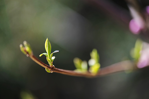 포토 JPG 주간 식물 자연 따뜻함 풍경 근접촬영 사람없음 야외 아웃포커스 봄풍경 봄 나뭇가지 꽃봉오리 영산홍 국내포토 자연요소 나무 계절 꽃 뷰포인트 촬영기법 생태계 파일형식