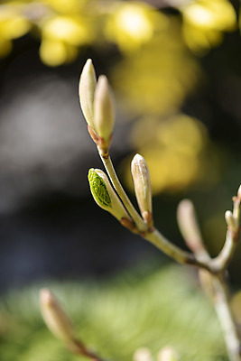 포토 JPG 주간 식물 자연 따뜻함 풍경 근접촬영 사람없음 야외 아웃포커스 새싹 봄풍경 봄 나뭇가지 꽃봉오리 국내포토 자연요소 나무 계절 꽃 뷰포인트 촬영기법 생태계 파일형식