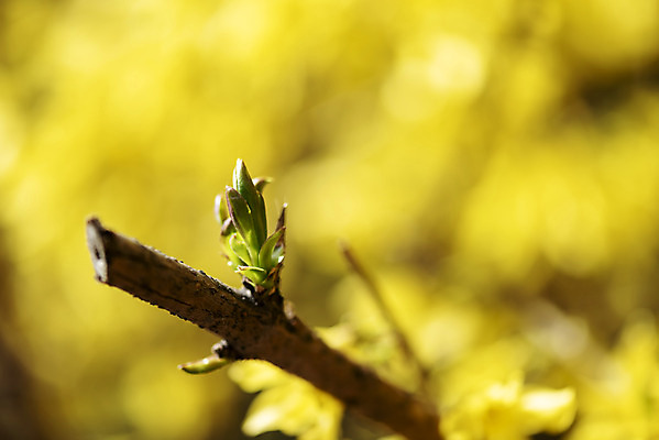 포토 JPG 주간 식물 자연 따뜻함 풍경 근접촬영 사람없음 야외 아웃포커스 봄풍경 봄 나뭇가지 개나리 꽃봉오리 국내포토 자연요소 나무 계절 꽃 뷰포인트 촬영기법 생태계 파일형식