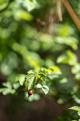 포토 JPG 주간 식물 열매 잎 자연 따뜻함 풍경 근접촬영 사람없음 야외 아웃포커스 봄풍경 봄 나뭇가지 국내포토 자연요소 나무 계절 뷰포인트 촬영기법 생태계 파일형식