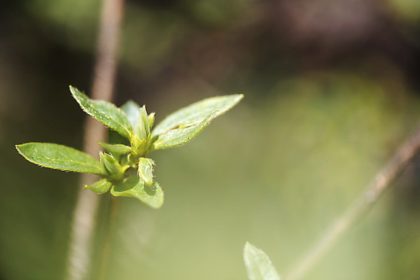 포토 JPG 주간 식물 잎 자연 따뜻함 풍경 근접촬영 사람없음 야외 아웃포커스 봄풍경 봄 나뭇가지 국내포토 자연요소 나무 계절 뷰포인트 촬영기법 생태계 파일형식