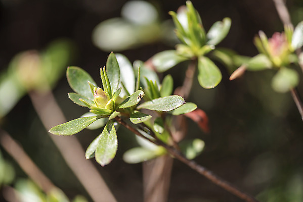 포토 JPG 주간 식물 잎 자연 따뜻함 풍경 근접촬영 사람없음 야외 아웃포커스 봄풍경 봄 나뭇가지 국내포토 자연요소 나무 계절 뷰포인트 촬영기법 생태계 파일형식