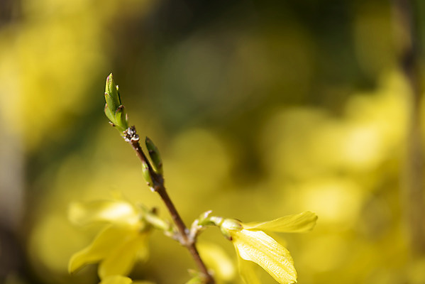 포토 JPG 주간 식물 자연 따뜻함 풍경 근접촬영 사람없음 야외 아웃포커스 새싹 봄풍경 봄 나뭇가지 개나리 꽃봉오리 국내포토 자연요소 나무 계절 꽃 뷰포인트 촬영기법 생태계 파일형식