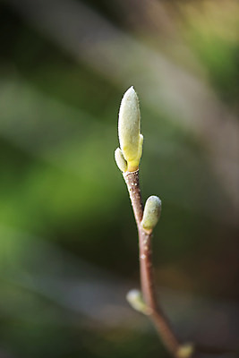 포토 JPG 주간 식물 자연 따뜻함 풍경 근접촬영 사람없음 야외 아웃포커스 새싹 봄풍경 봄 나뭇가지 국내포토 자연요소 나무 계절 뷰포인트 촬영기법 생태계 파일형식