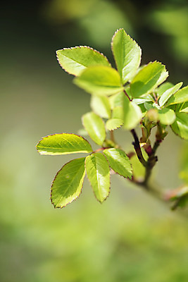 포토 JPG 주간 식물 잎 자연 따뜻함 풍경 근접촬영 사람없음 야외 아웃포커스 봄풍경 봄 나뭇가지 국내포토 자연요소 나무 계절 뷰포인트 촬영기법 생태계 파일형식