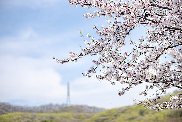 포토 JPG 주간 공원 자연 하늘 따뜻함 풍경 사람없음 야외 아웃포커스 봄풍경 봄 벚꽃 벚나무 국내포토 자연요소 나무 계절 공공시설 꽃 촬영기법 생태계 파일형식