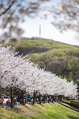 포토 JPG 주간 공원 자연 따뜻함 풍경 사람없음 야외 아웃포커스 봄풍경 봄 벚꽃 벚나무 국내포토 자연요소 나무 계절 공공시설 꽃 촬영기법 생태계 파일형식
