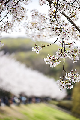 포토 JPG 주간 공원 자연 따뜻함 풍경 사람없음 야외 아웃포커스 봄풍경 봄 벚꽃 벚나무 국내포토 자연요소 나무 계절 공공시설 꽃 촬영기법 생태계 파일형식