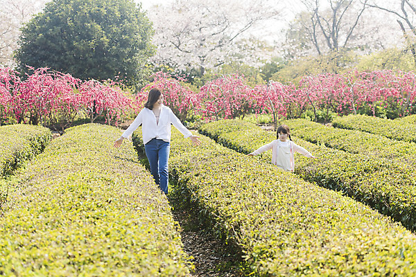 포토 JPG 주간 전신 공원 여자 딸 행복 어린이 여행 가족 모녀 엄마 가족여행 미소 상반신 성인 야외 두명 앞모습 30대 제주도 걷기 맑음 화목 봄 한국인 가족라이프 핵가족 즐거움 녹차밭 봄여행 제주도여행 여자만 노리매공원 국내포토 자연요소 라이프스타일 계절 공공시설 감정 뷰포인트 컨셉 밭 관계 모션 날씨 한국 표정 사람 동양인 장년 녹차 파일형식