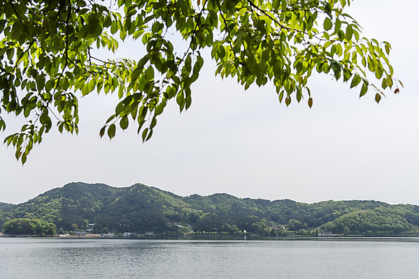 포토 JPG 주간 여행 나뭇잎 풍경 사람없음 야외 관광지 봄 국내여행 명승지 예당저수지 국내포토 예산군 자연요소 계절 잎 저수지 충청남도 파일형식 예산_지역