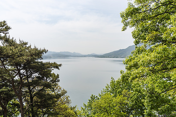 포토 JPG 주간 나무 여행 하늘 나뭇잎 풍경 사람없음 야외 관광지 봄 국내여행 명승지 예당저수지 국내포토 예산군 자연요소 식물 계절 잎 저수지 충청남도 파일형식 예산_지역