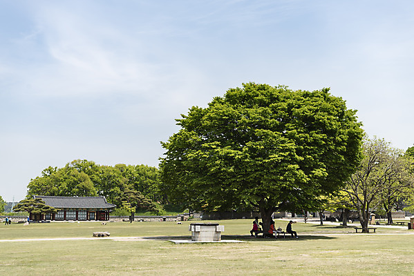 포토 JPG 주간 나무 여행 한국건축 유적지 하늘 풍경 사람없음 야외 관광지 봄 문화재 국내여행 명승지 사적지 해미읍성 국내포토 자연요소 식물 계절 건축 고건축 서산 파일형식
