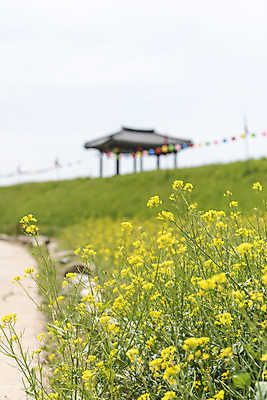 포토 JPG 주간 꽃 여행 한국건축 유적지 하늘 풍경 사람없음 야외 아웃포커스 관광지 봄 문화재 연등 국내여행 명승지 사적지 해미읍성 국내포토 자연요소 식물 계절 건축 고건축 촬영기법 등불 불교용품 서산 파일형식