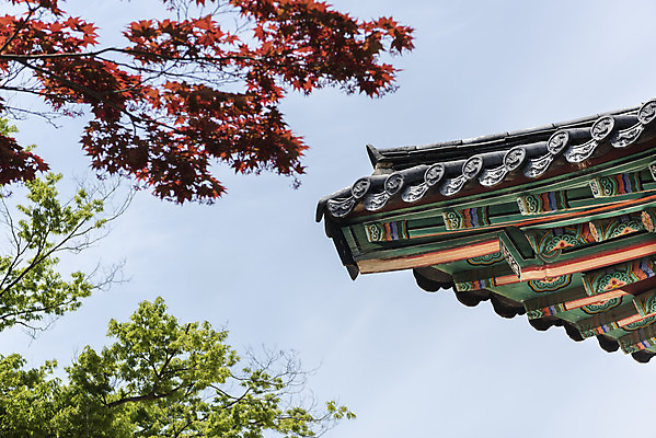 포토 JPG 주간 나무 구름 로우앵글 여행 한국건축 유적지 하늘 단청문양 풍경 사람없음 야외 관광지 봄 문화재 국내여행 명승지 사적지 지붕처마 해미읍성 국내포토 자연요소 식물 문양 계절 건축 뷰포인트 고건축 지붕 단청 처마 서산 파일형식