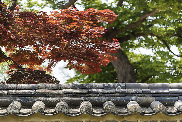 포토 JPG 주간 나무 여행 한국건축 유적지 풍경 사람없음 야외 관광지 봄 문화재 국내여행 명승지 사적지 기와담장 해미읍성 국내포토 자연요소 식물 계절 건축 고건축 기와 담장 서산 파일형식