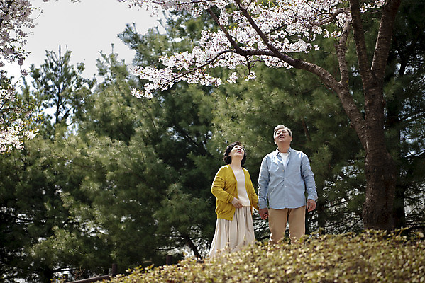 포토 JPG 주간 나무 공원 여자 할아버지 노년 남자 행복 할머니 데이트 상반신 야외 두명 앞모습 걷기 노부부 다정 봄 산책 한국인 벚꽃 60대 70대 꽃구경 동반자 노인만 국내포토 자연요소 식물 부부 계절 공공시설 꽃 감정 뷰포인트 컨셉 모션 휴식 사람 동양인 성인 성인만 파일형식